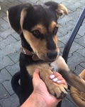 Leni
