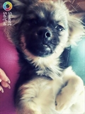 Pipi