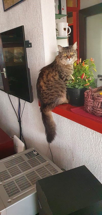 Alicia