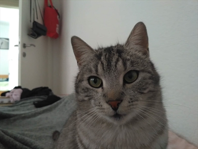Atlas