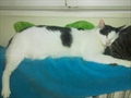 Feliks