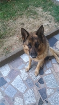 Bejsi