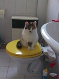 Bela