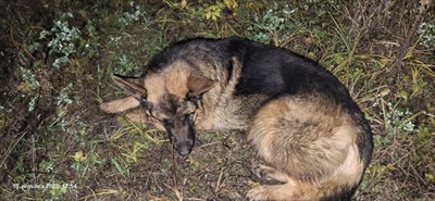 BENY VOM DREI SCHWARZE