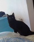 Blackie