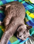 Lala