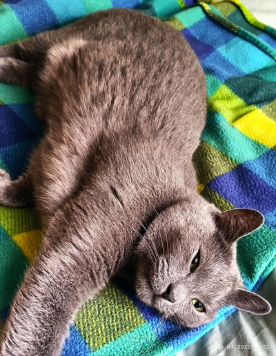 Lala