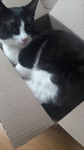 Bubi