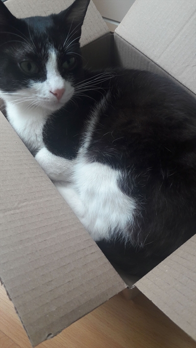 Bubi