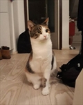 Bubi