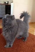Bubi