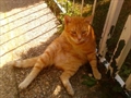 Milenko, Medo