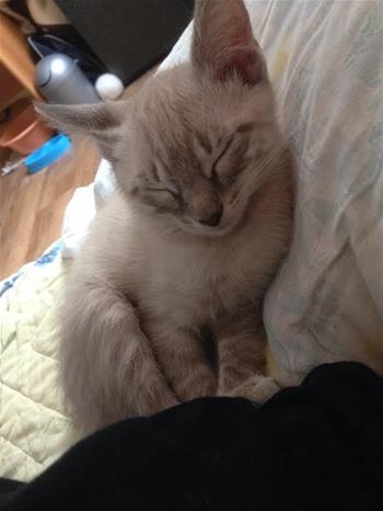 Zeus