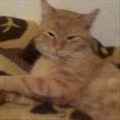 Mićo