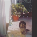 Fido