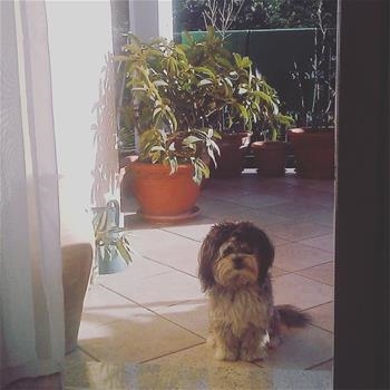 Fido