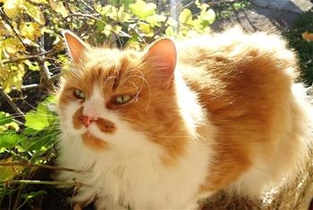 Garfield