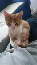 Obi