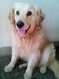 Goldi