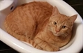 Simba