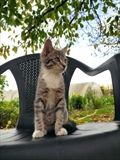 Micek