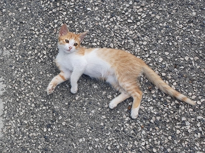 Lusi