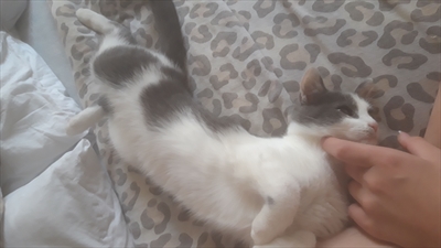 Saša