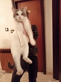Bjelko 