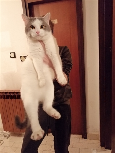 Bjelko 
