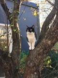 Mali