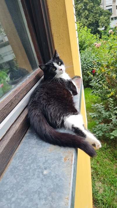 Mica
