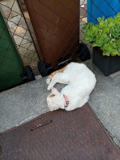 Miki