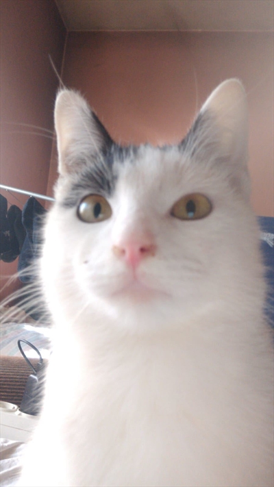 Floyd