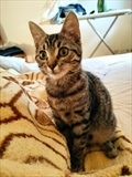 Klea