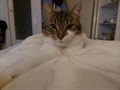 Hugo