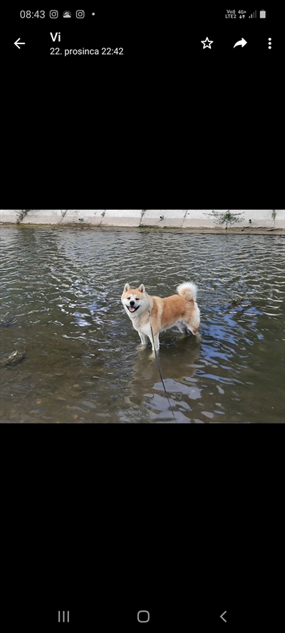 Hachi 