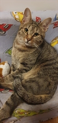 Findus 