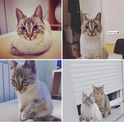 Maja