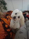 Boni