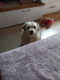 Pixi 