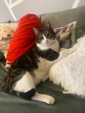 Tobi