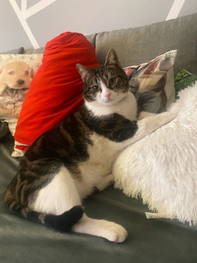 Tobi