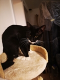 Zizi