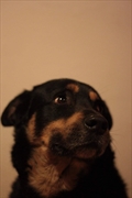 Loki Rammstein