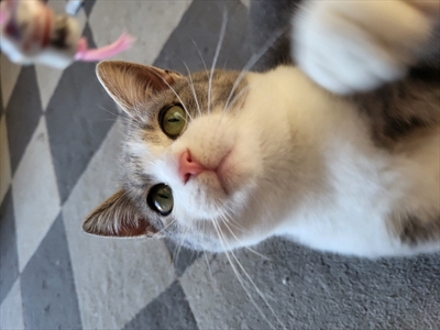 Lily
