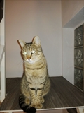 Tigar