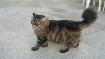 Tango