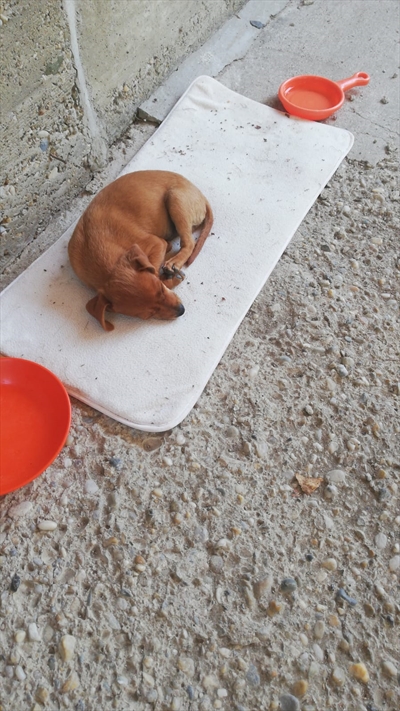 Roki