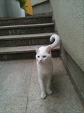 Lars
