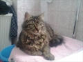 Micka